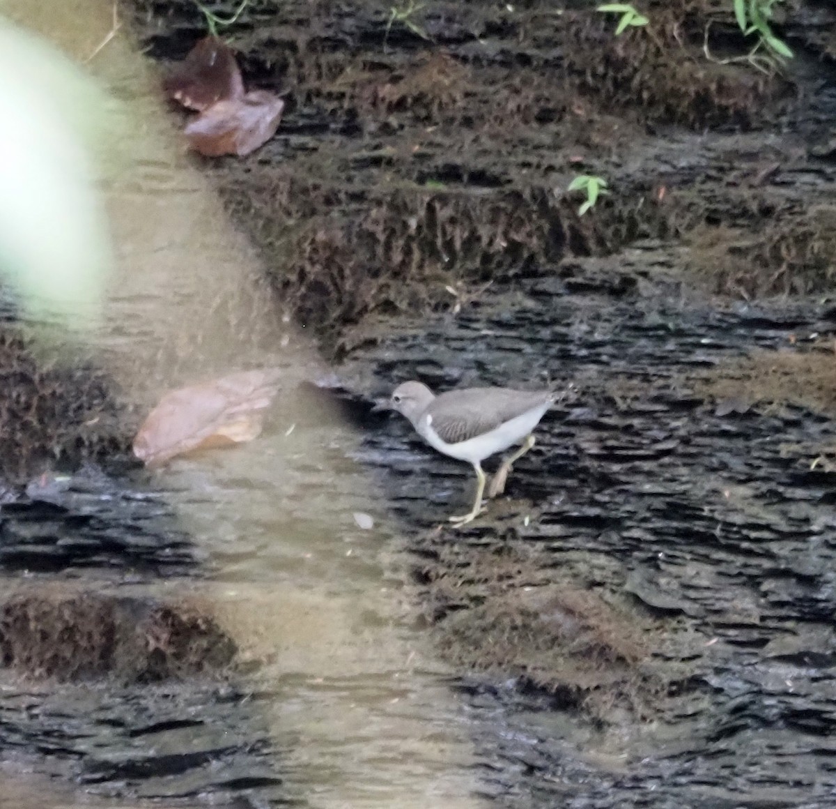 Spotted Sandpiper - ML622135959