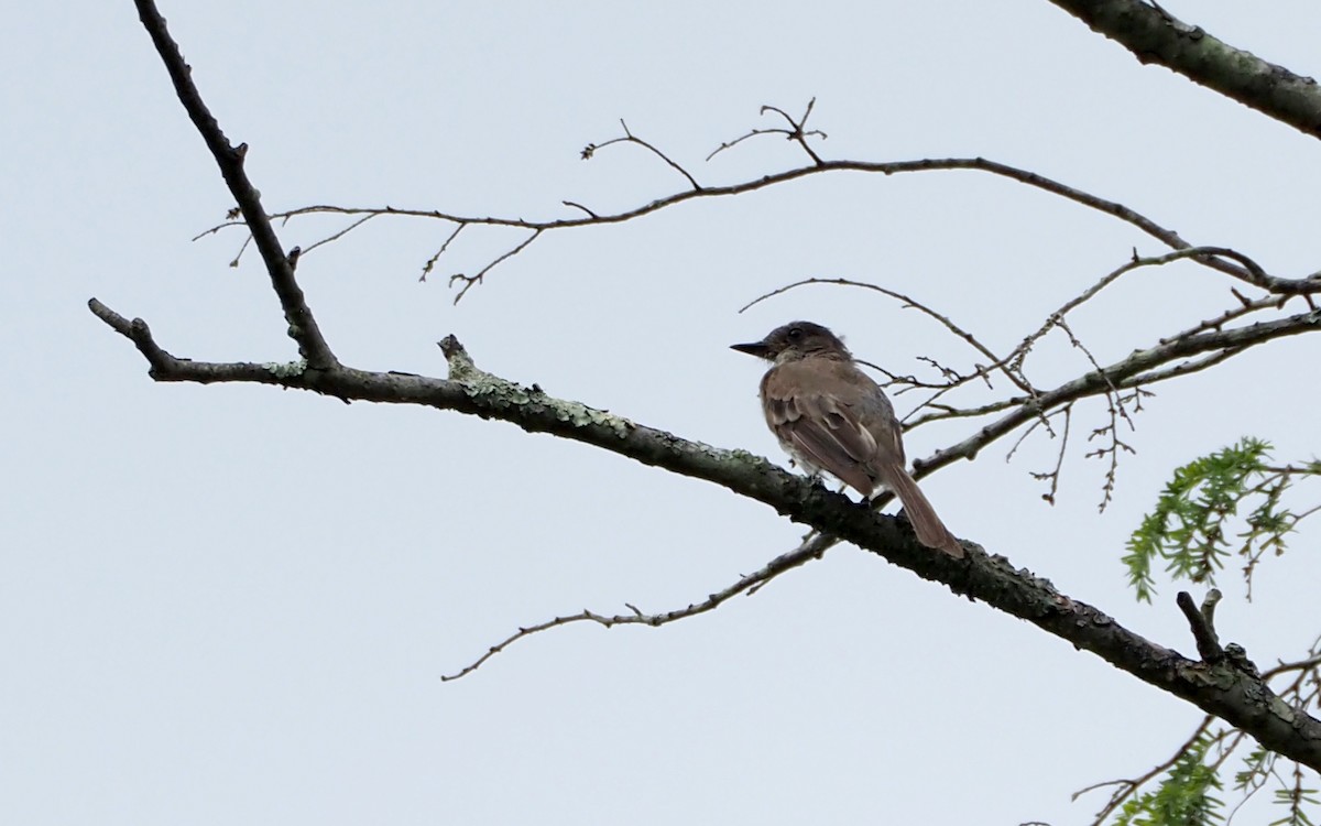 Great Crested Flycatcher - ML622135961