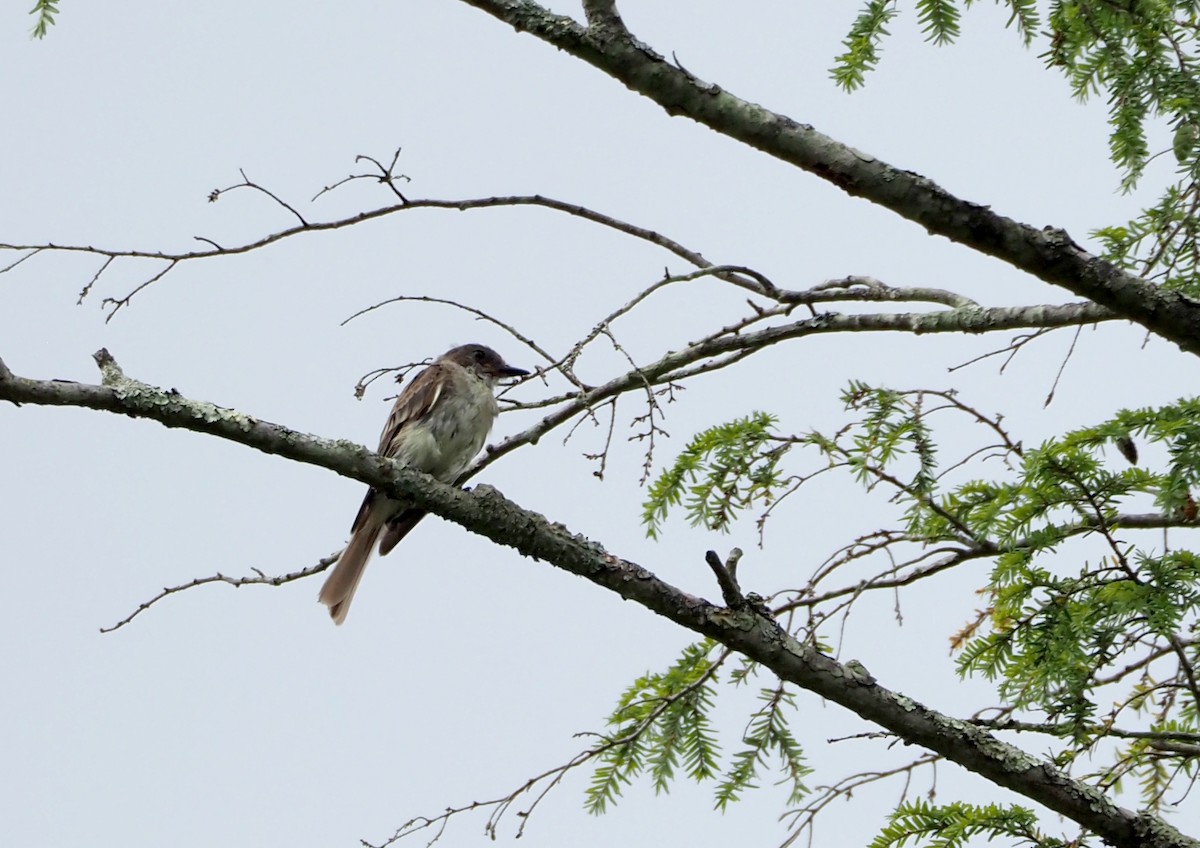 Great Crested Flycatcher - ML622135962