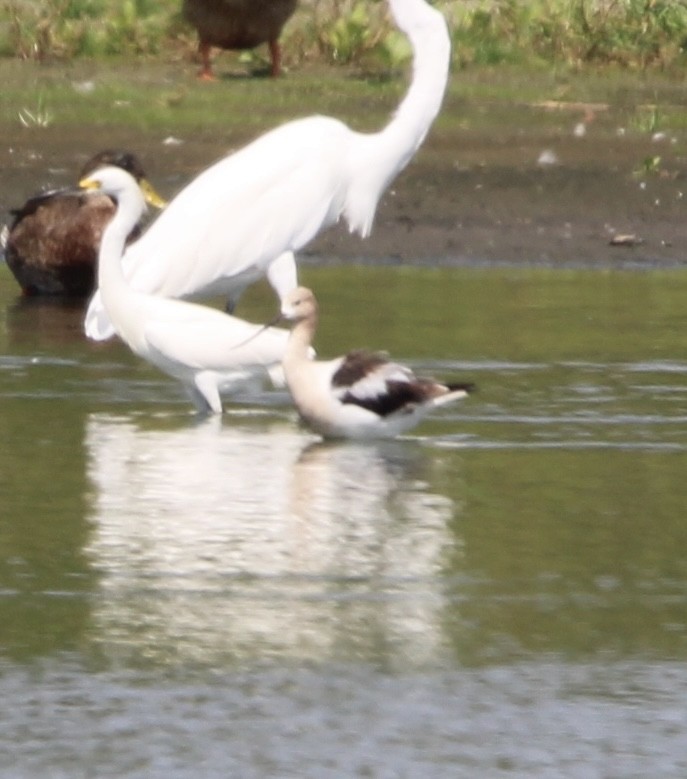 American Avocet - ML622135964