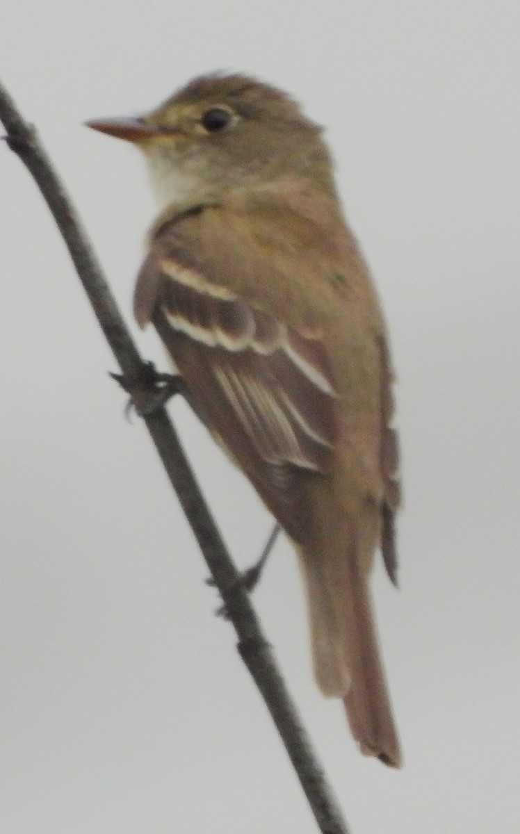 Willow Flycatcher - ML622135965