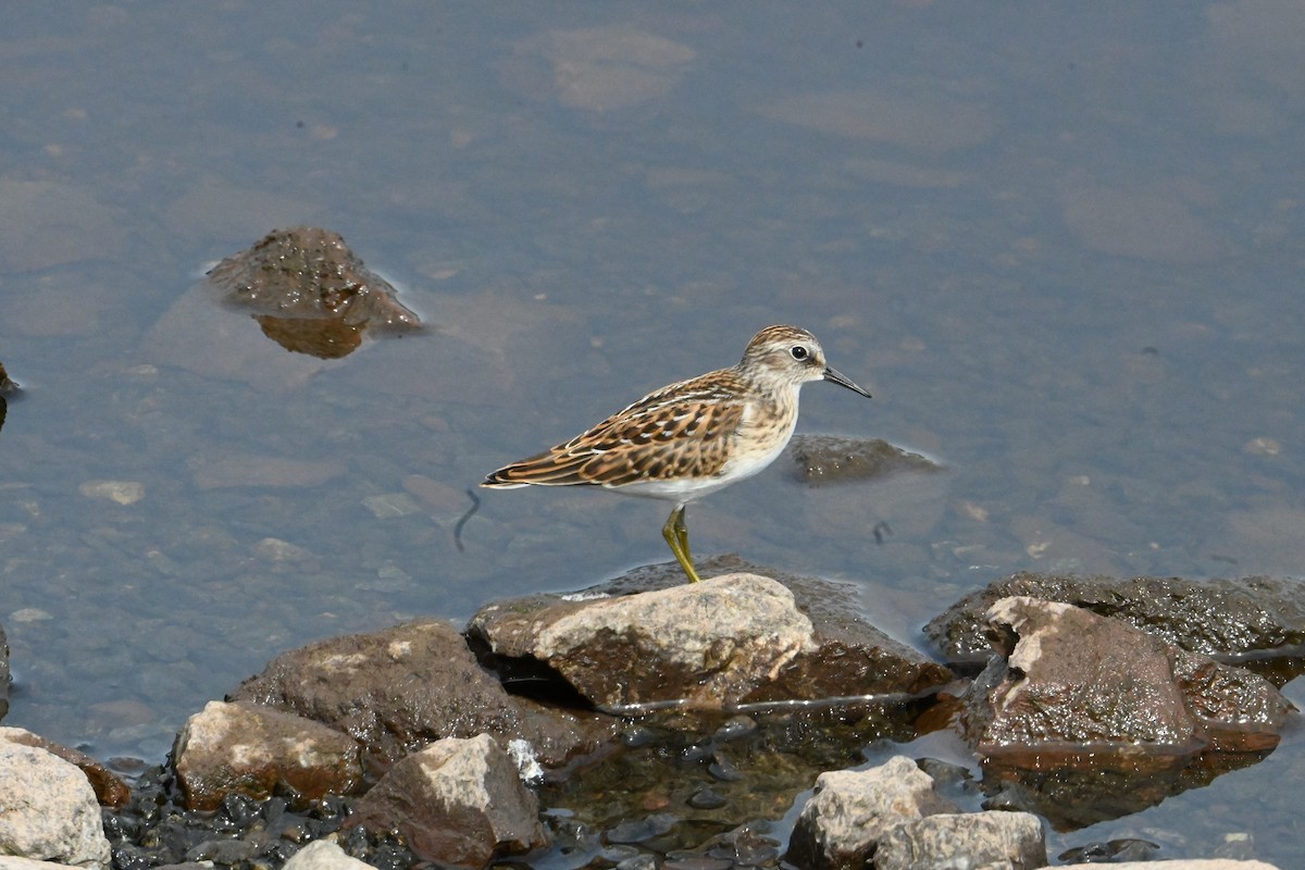 Least Sandpiper - ML622135966