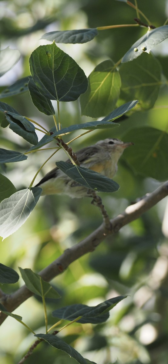 sangvireo - ML622135967