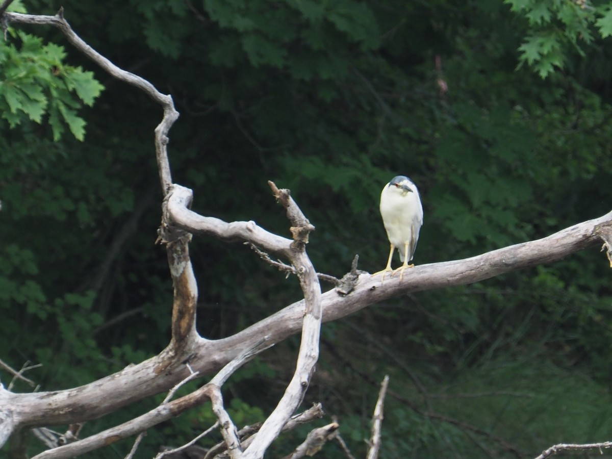 Black-crowned Night Heron - ML622135968