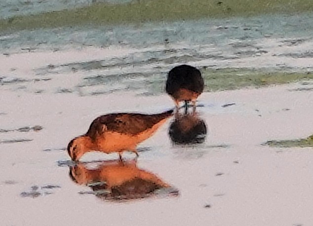 Long-billed Dowitcher - ML622135969