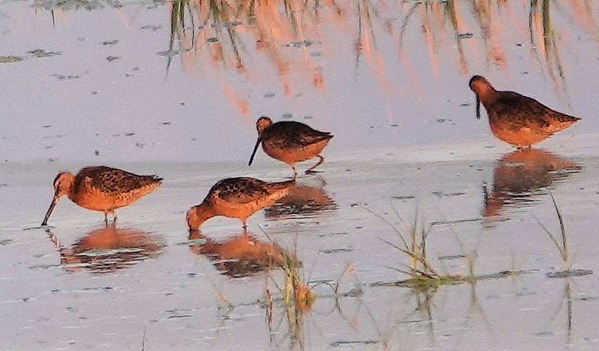 Long-billed Dowitcher - ML622135970