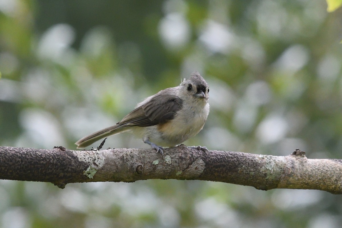 Tufted Titmouse - ML622135971