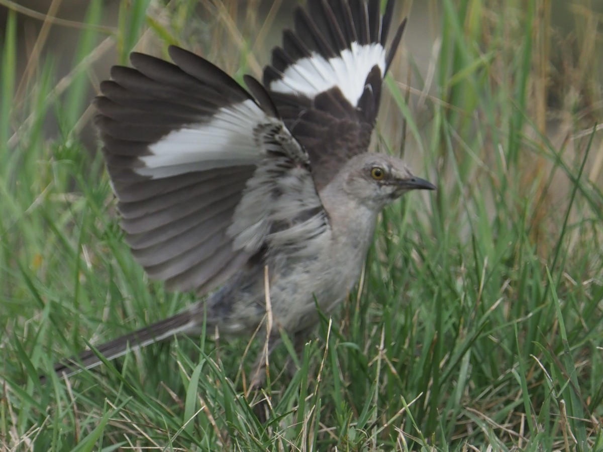 Northern Mockingbird - ML622136008