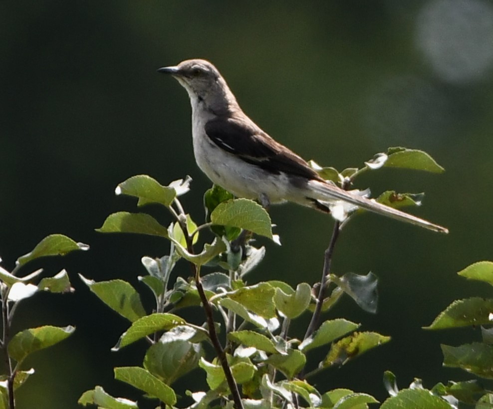 Northern Mockingbird - ML622136026