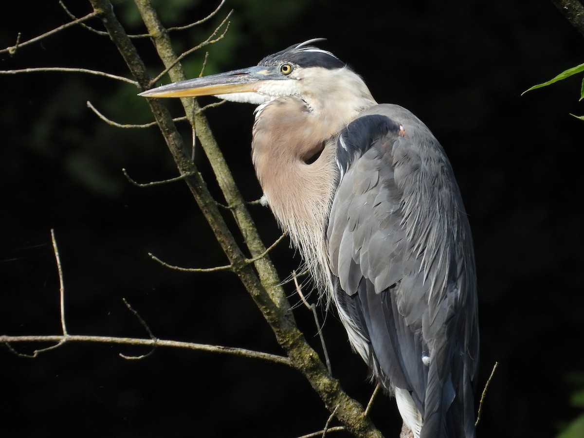 Great Blue Heron - ML622136093