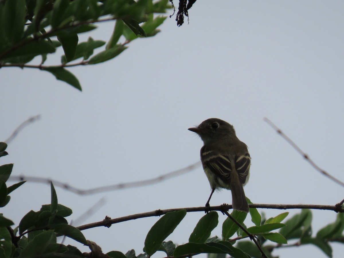 Least Flycatcher - Susan Wright