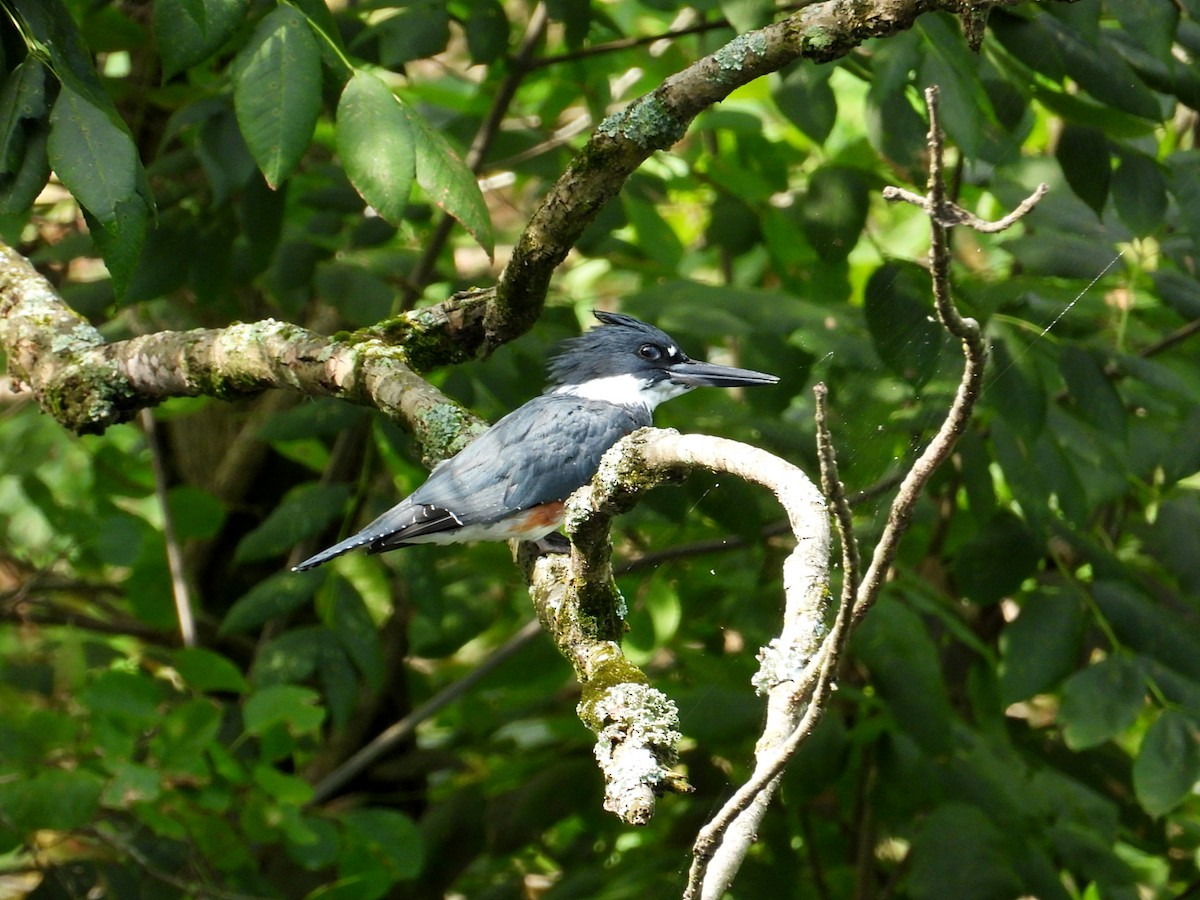 Belted Kingfisher - ML622136115