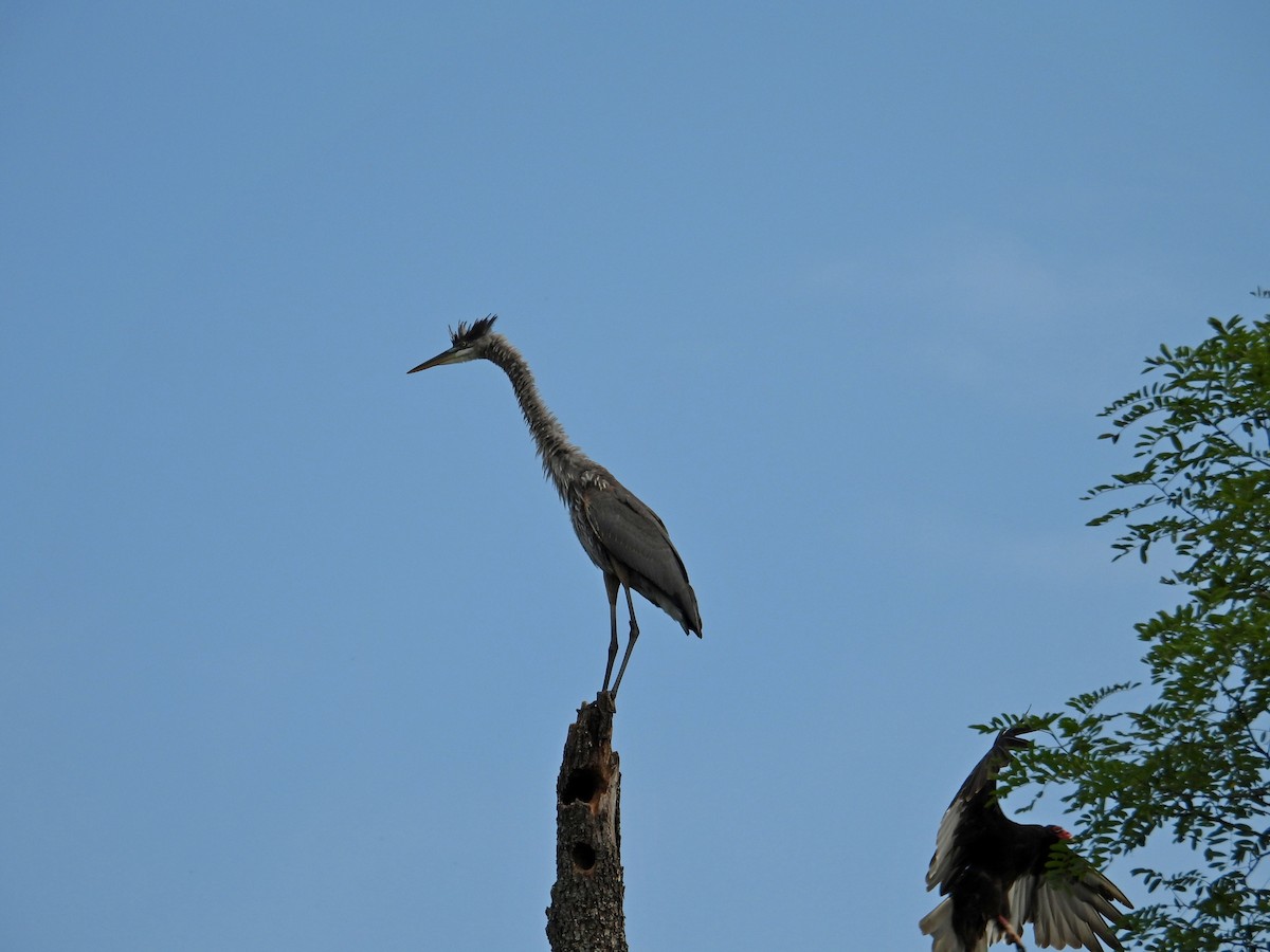 Great Blue Heron - ML622136132