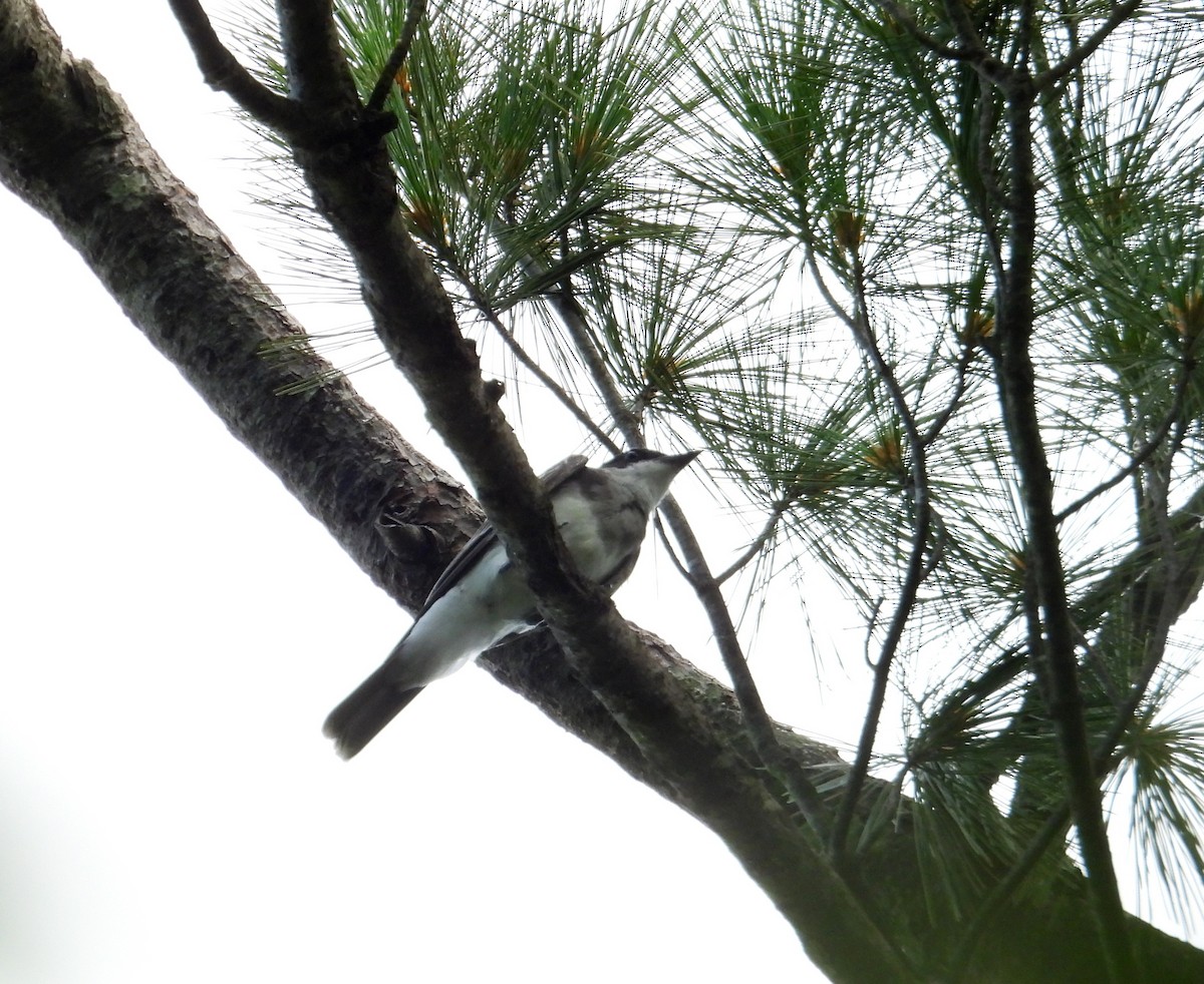 Eastern Kingbird - ML622136142