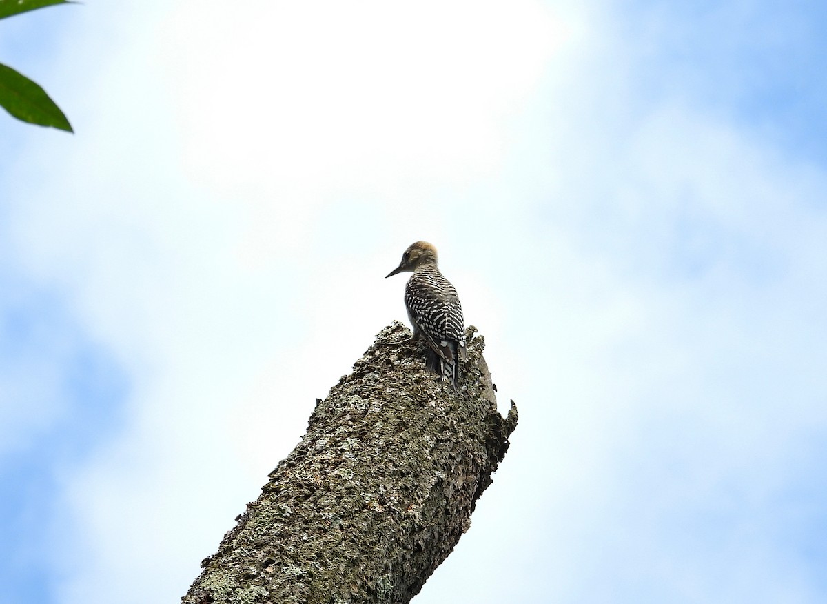 Red-bellied Woodpecker - ML622136144