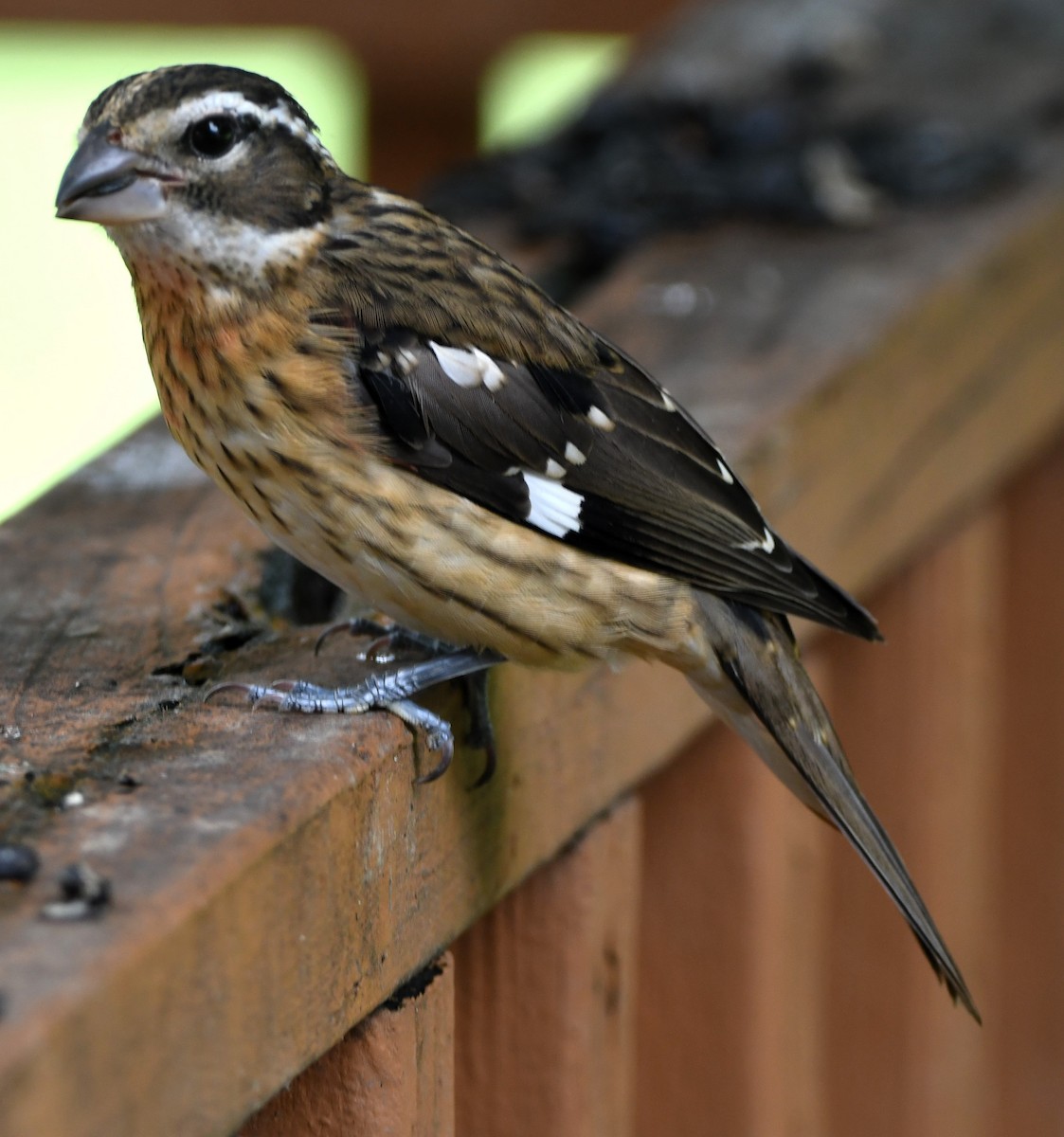 Rose-breasted Grosbeak - Gregory Hartman