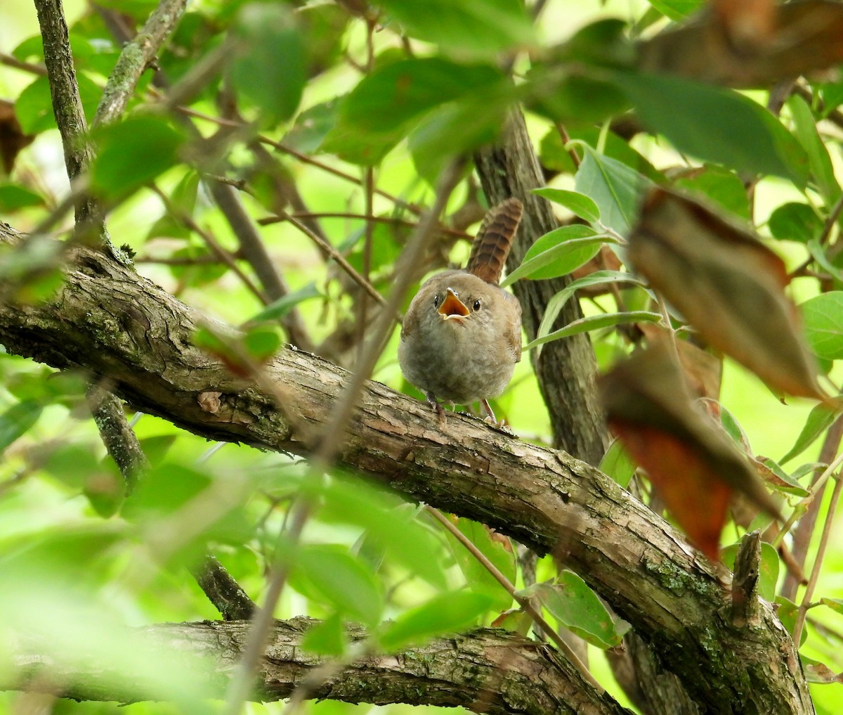 House Wren - ML622136160