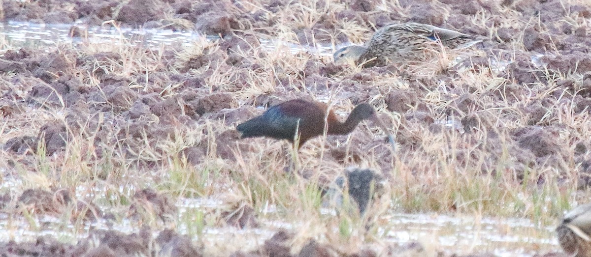 White-faced Ibis - ML622136163