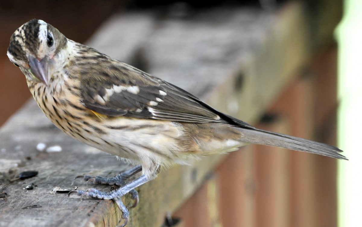 Rose-breasted Grosbeak - Gregory Hartman