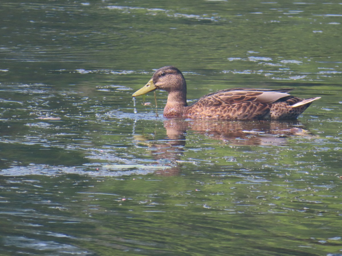 Canard colvert - ML622136165