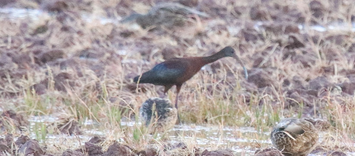 Ibis à face blanche - ML622136167