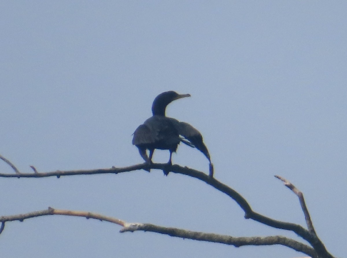 Cormoran à aigrettes - ML622136168