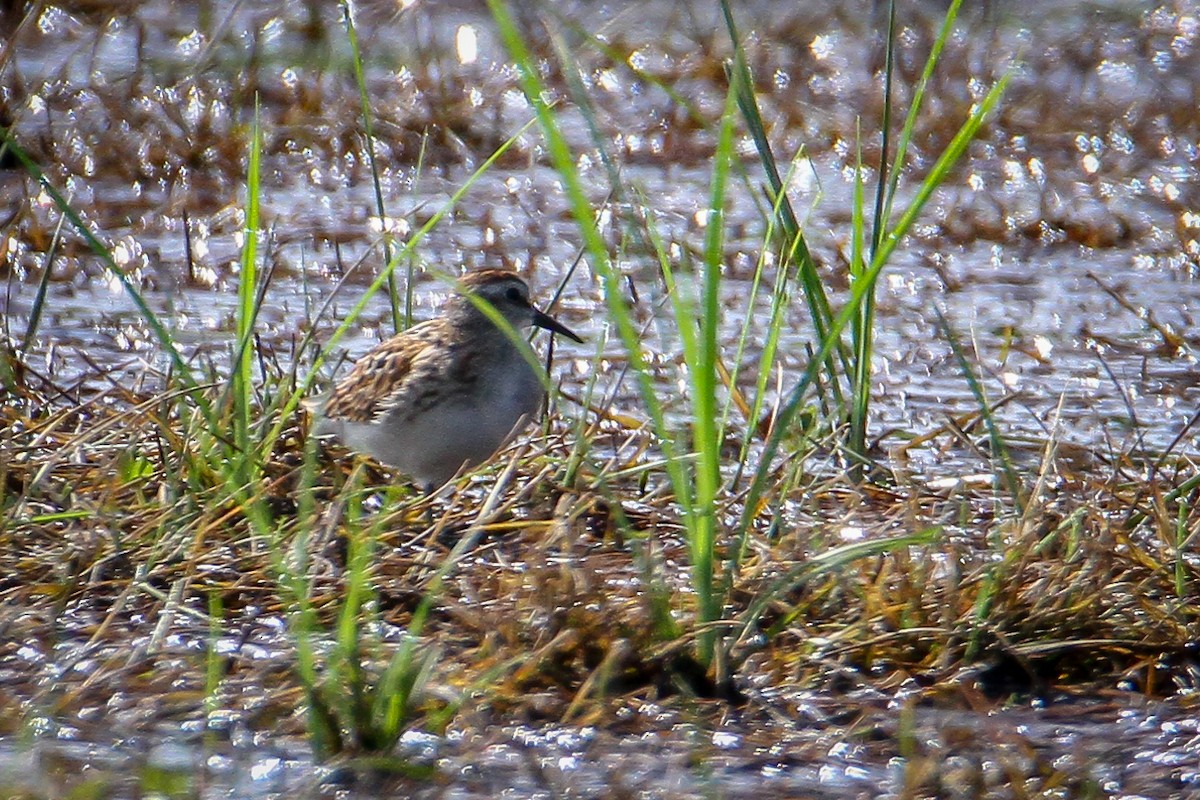 Least Sandpiper - ML622136169