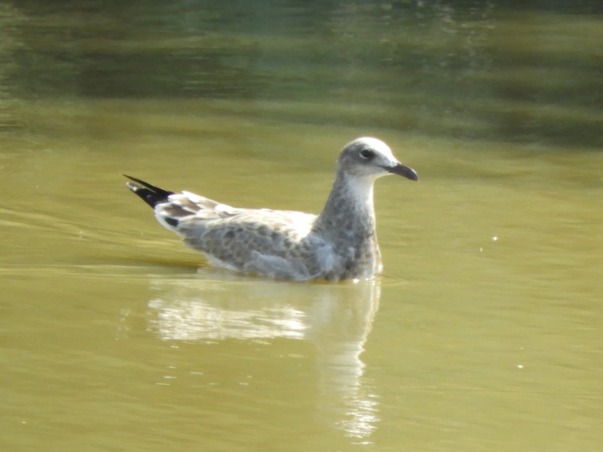 Laughing Gull - Julie Szabo