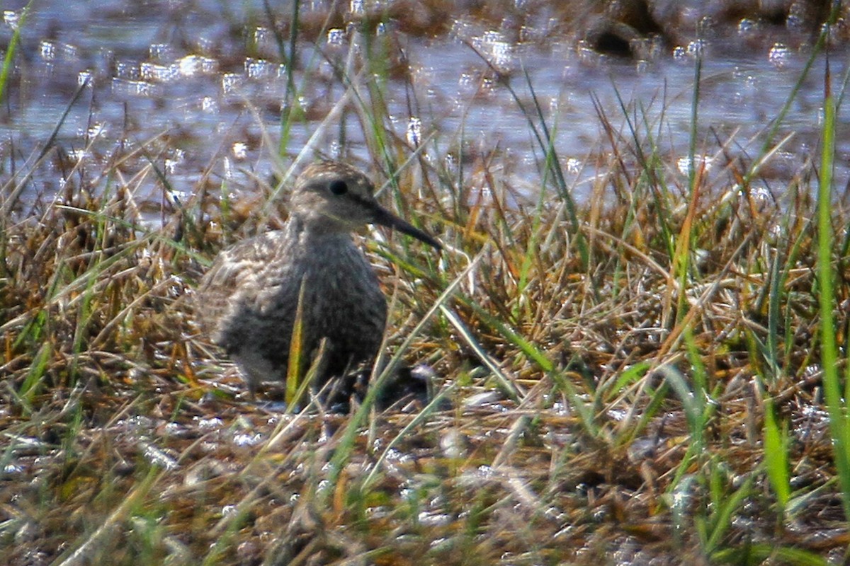 Bécasseau à poitrine cendrée - ML622136173