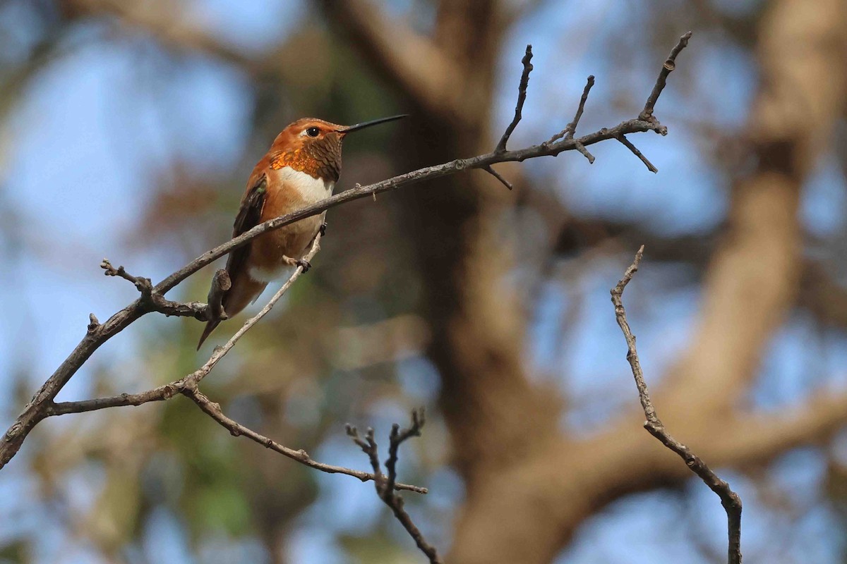 Rufous Hummingbird - ML622136174