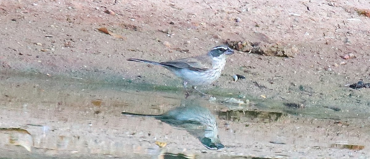 Black-throated Sparrow - ML622136176