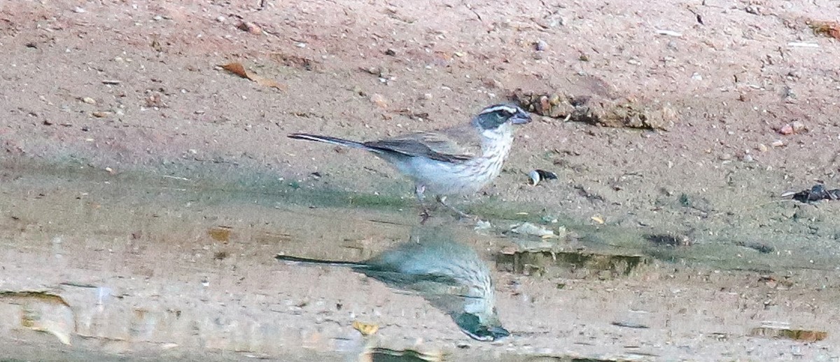 Black-throated Sparrow - robert bowker