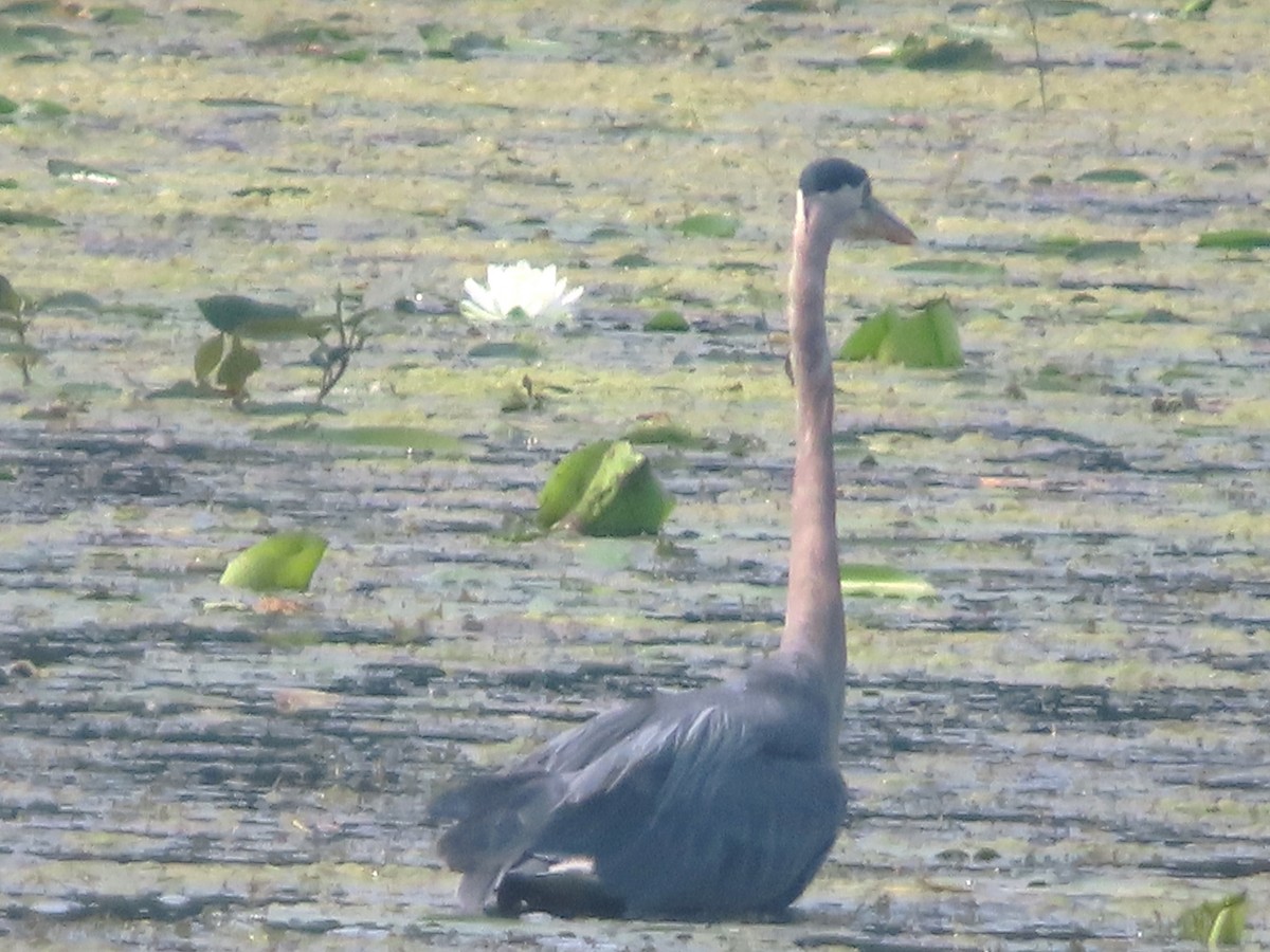 Great Blue Heron - ML622136178