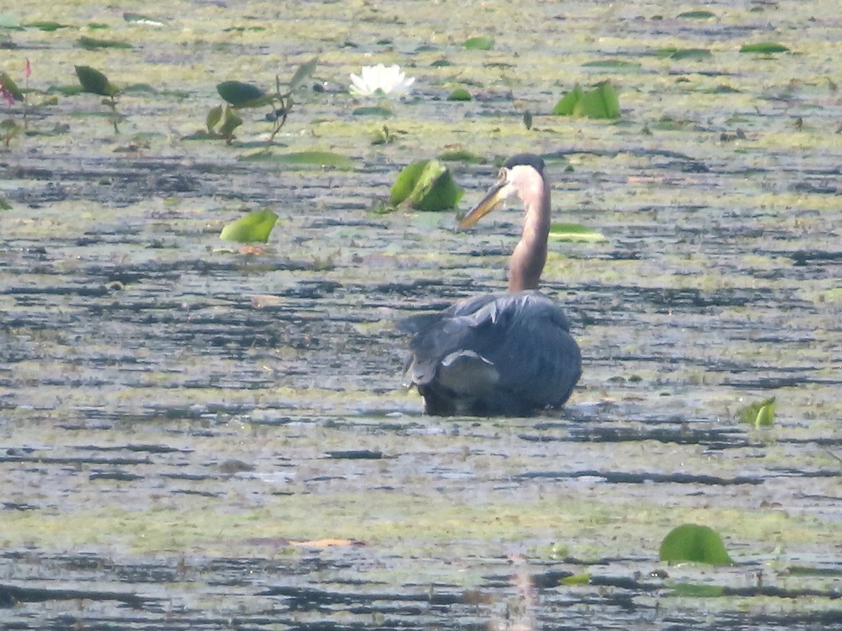 Great Blue Heron - ML622136179