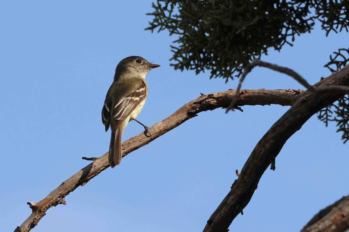 Least Flycatcher - ML622136181