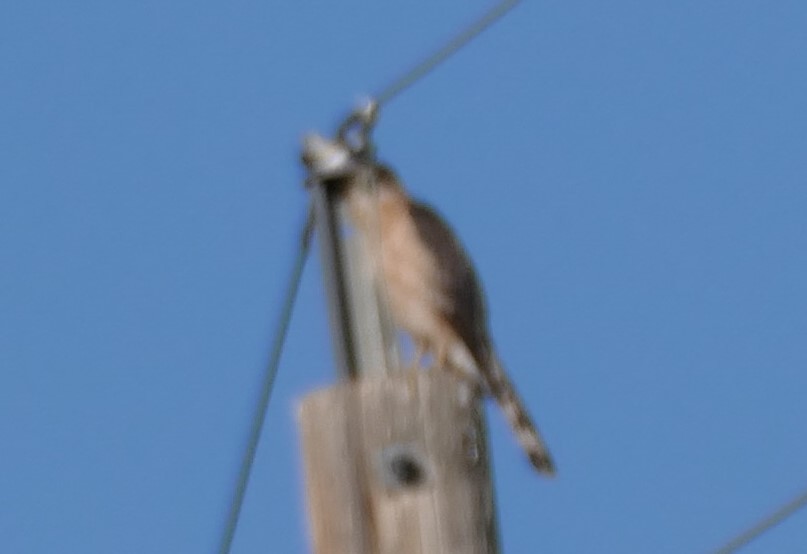 Cooper's Hawk - ML622136183