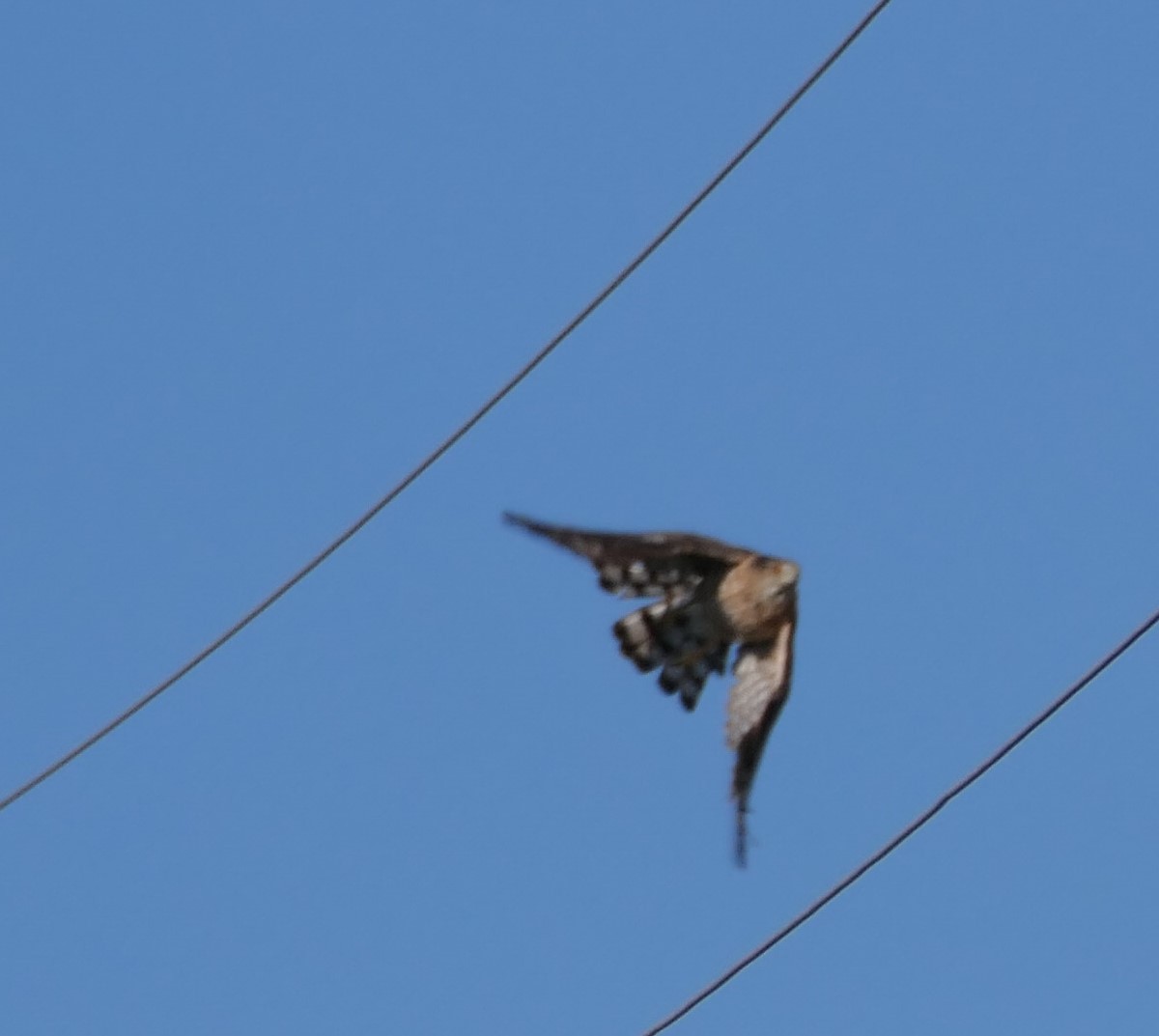 Cooper's Hawk - ML622136184