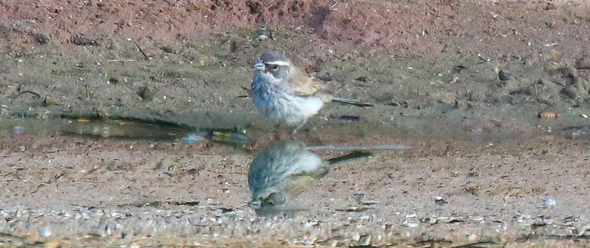 Black-throated Sparrow - ML622136185