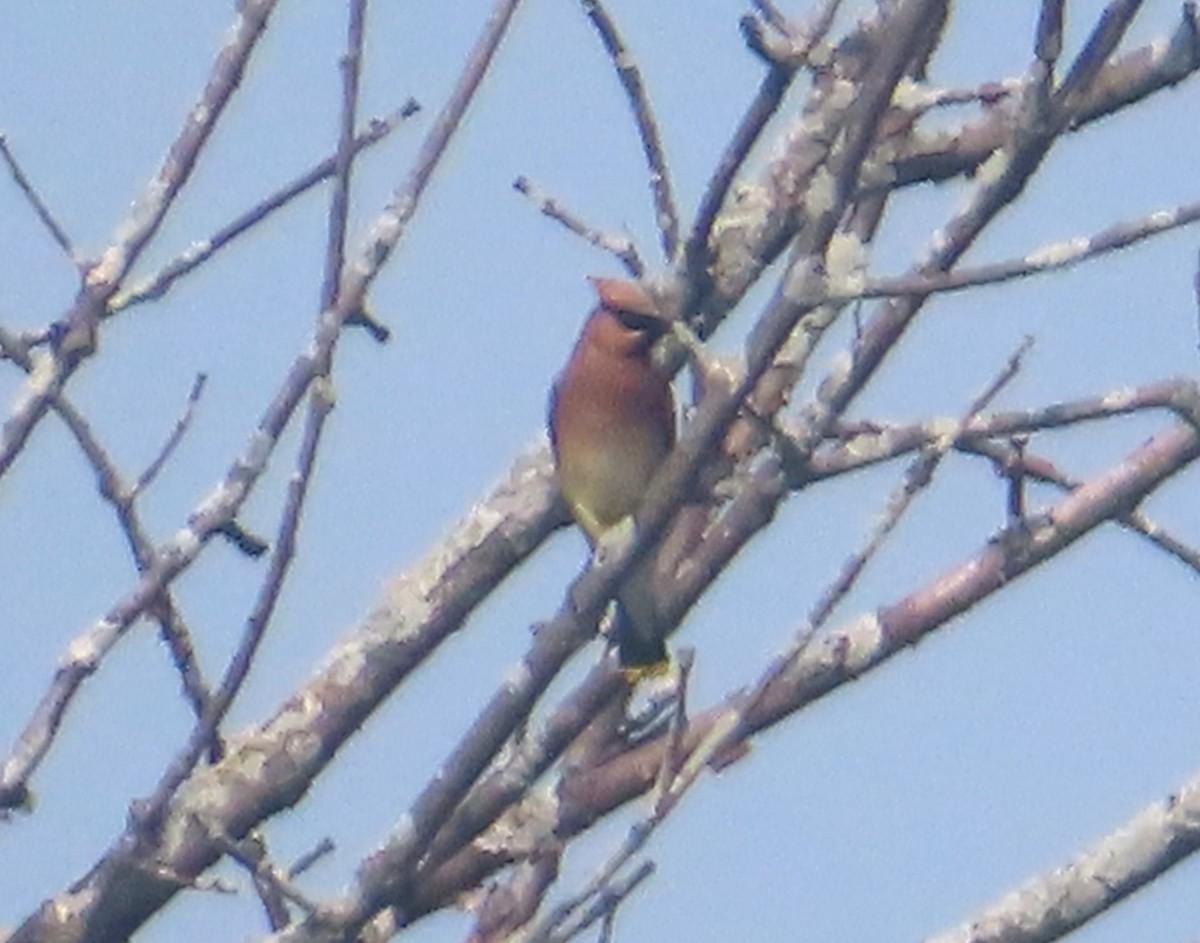 Cedar Waxwing - ML622136188