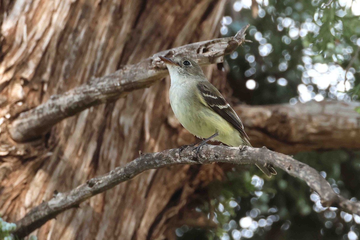 Least Flycatcher - ML622136190