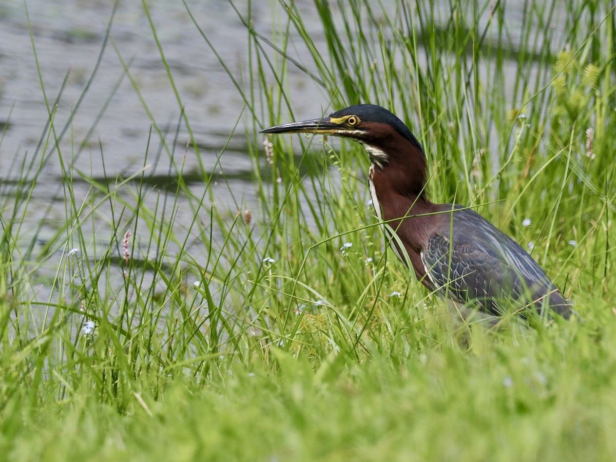 Green Heron - ML622136191