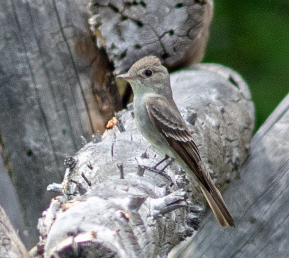 Western Wood-Pewee - ML622136195