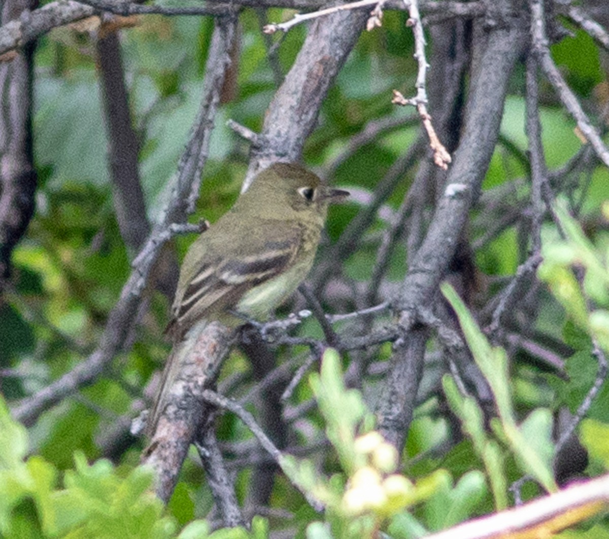 Western Flycatcher - ML622136198