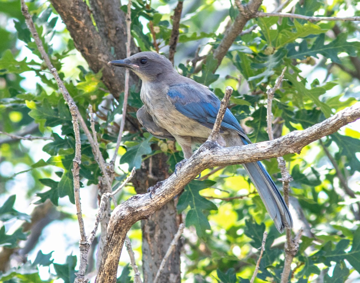 Woodhouse's Scrub-Jay - ML622136220