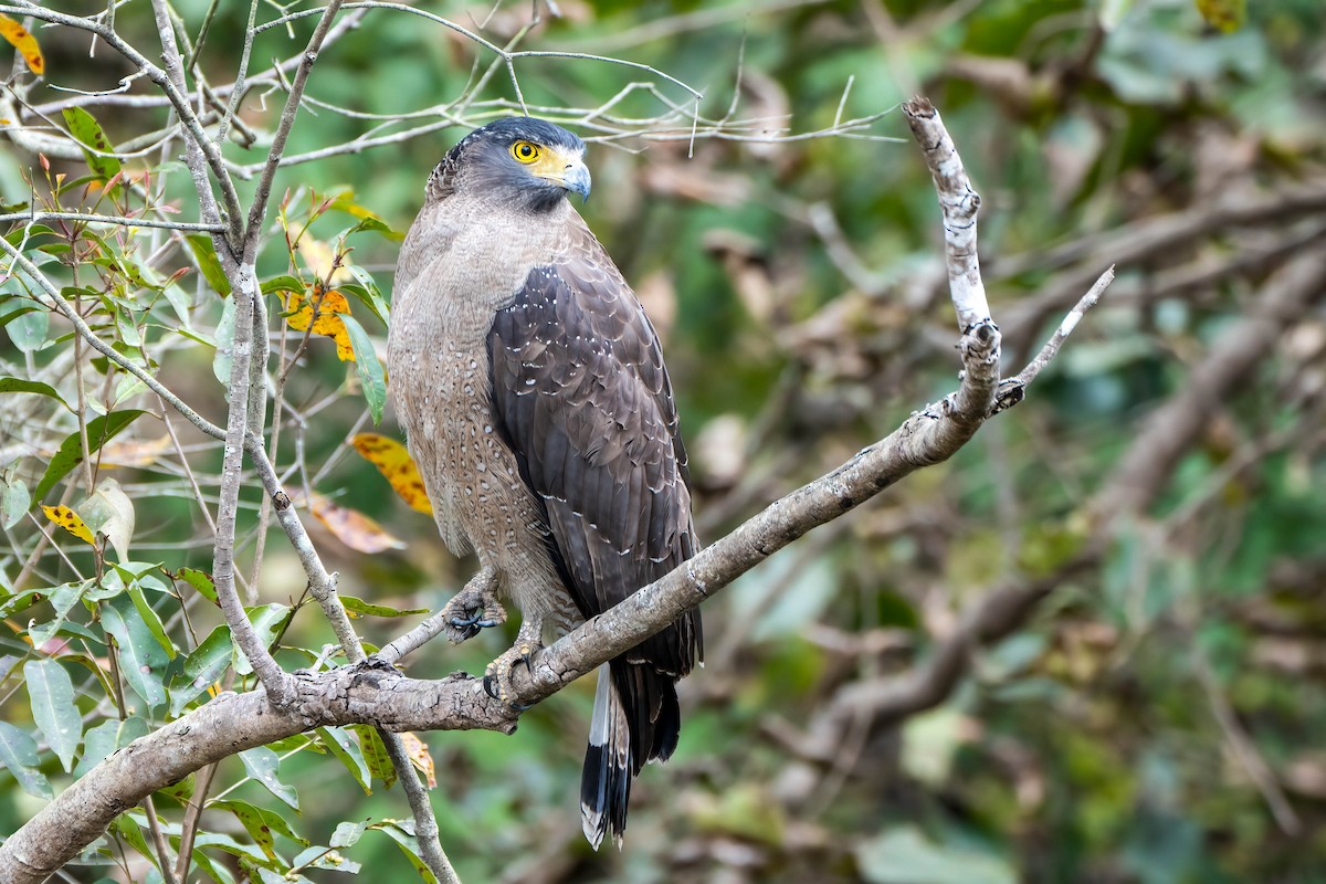 Crested Serpent-Eagle - ML622136221