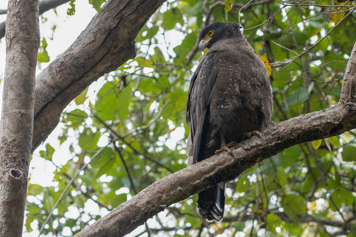 Crested Serpent-Eagle - ML622136222