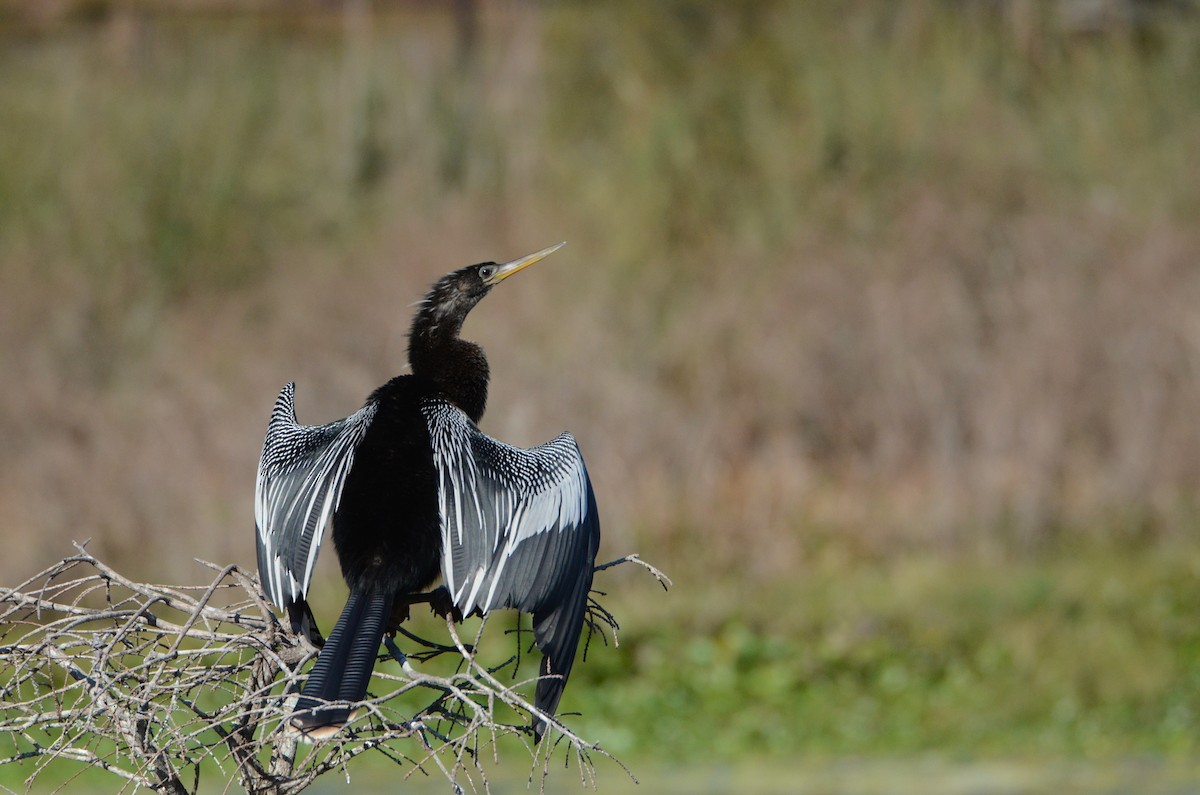 Anhinga - ML622136224