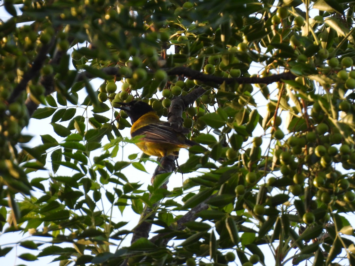 Audubon's Oriole - ML622136225