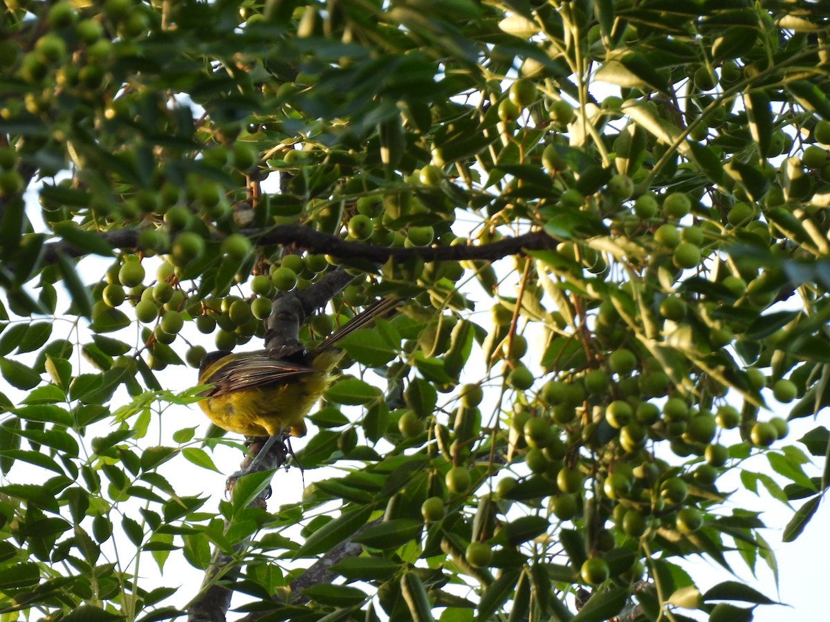 Audubon's Oriole - ML622136226