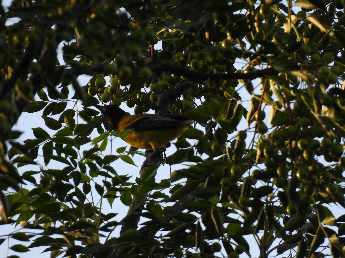 Audubon's Oriole - ML622136227